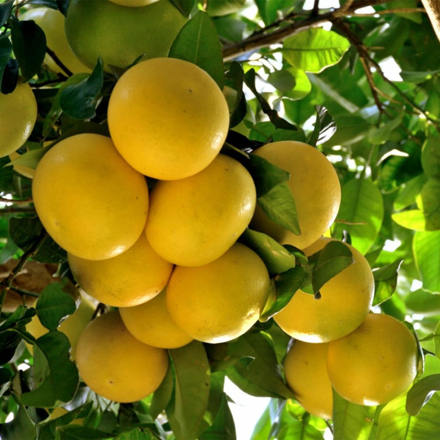 Grapefruit fa - vásárlás | Citrus és Pálma - Kertészet Webshop