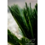 Kép 4/7 - Japán cikász levele - Cycas revoluta