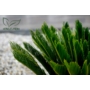 Kép 4/4 - Japán cikász levele - Cycas revoluta