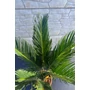 Bild 3/3 - Japán cikász levele - Cycas revoluta
