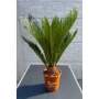 Imagine 1/4 - Japán cikász - Cycas revoluta