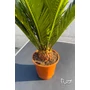 Imagine 2/4 - Japán cikász - Cycas revoluta