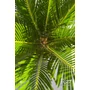 Imagine 3/4 - Japán cikász - Cycas revoluta