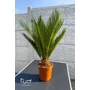 Imagine 4/4 - Japán cikász - Cycas revoluta
