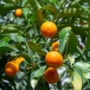 Kép 6/8 - Kumquat termések