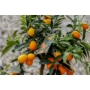 Kép 3/8 - Kumquat termés