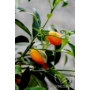 Kép 4/8 - Kumquat termés