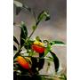 Kép 5/8 - Kumquat termés