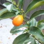 Kép 7/8 - Kumquat termés