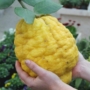 Kép 1/2 - Olasz óriás cédrát citrom termés