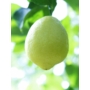 Imagine 1/3 - Amalfi citrom termés