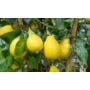 Imagine 5/5 - Carrubaro citrom termések