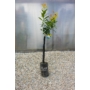 Kép 2/4 - Eureka - citromfa magas törzsre oltott, fóliakonténerben
