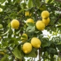 Kép 1/4 - Eureka citrom termés 