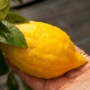 Kép 1/2 - Diamante citrom termés