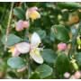 Kép 5/7 - ausztrál fingerlime citrom rosa virág