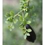 Kép 6/7 - ausztrál fingerlime citrom rosa termés és levél