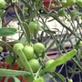 Kép 5/7 - Ausztrál Sivatagi Lime - Eremocitrus glauca - citromfa