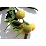 Kép 6/7 - Ausztrál Sivatagi Lime - Eremocitrus glauca - citromfa