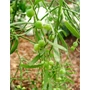 Kép 7/7 - Ausztrál Sivatagi Lime - Eremocitrus glauca - citromfa