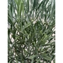Kép 4/7 - Ausztrál Sivatagi Lime - Eremocitrus glauca - citromfa