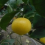 Imagine 1/2 - Brazil édes citrom termés