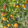 Imagine 1/5 - Clementino Amoa 8 mandarin termés