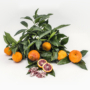 Imagine 3/5 - Clementino Amoa 8 mandarin termés