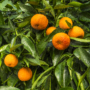 Kép 2/5 - Clementino Amoa 8 mandarin termés