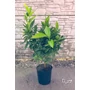 Imagine 2/6 - Citrus Clementina, Klementin 'Perina' - mandarin fa
