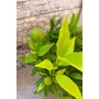 Imagine 3/6 - Citrus Clementina, Klementin 'Perina' - mandarin fa