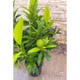 Imagine 4/6 - Citrus Clementina, Klementin 'Perina' - mandarin fa