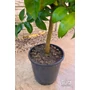 Imagine 5/6 - Citrus Clementina, Klementin 'Perina' - mandarin fa