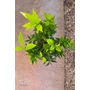 Imagine 6/6 - Citrus Clementina, Klementin 'Perina' - mandarin fa