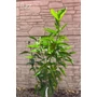 Imagine 4/6 - Citrus Clementina, Klementin 'Perina' - mandarin fa