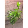 Imagine 5/6 - Citrus Clementina, Klementin 'Perina' - mandarin fa