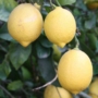 Imagine 1/4 - Fino 95 citrom termés 