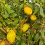 Kép 1/3 - Korzikai citrom termés