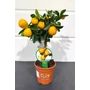 Bild 2/5 - Kumquat Obovata - citromfa cserépben eladó