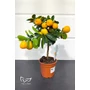 Bild 3/5 - Kumquat Obovata - citromfa cserépben eladó