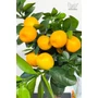 Bild 4/5 - Kumquat Obovata - citromfa termése