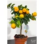 Bild 5/5 - Kumquat Obovata - citromfa cserépben eladó