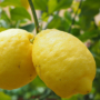 Kép 1/2 - Lipo citrom termés