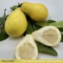 Kép 2/4 - Lumia, Pera Del Commendatore - Körte alakú cédrát - citromfa termés