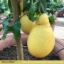 Kép 1/4 - Lumia, körte alakú citrom termés 