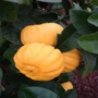 Kép 1/3 - Melarosa citrom termés 