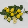 Imagine 5/5 - Monachello - citromfa termés