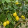 Kép 1/5 - Monachello citrom termés 