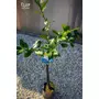 Kép 4/5 - Monachello - citromfa magas törzsre oltott, fóliakonténerben