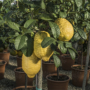 Kép 1/2 - Olasz óriás cédrát citrom termés